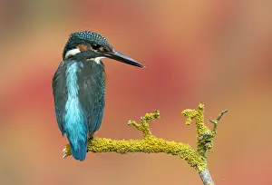 Alcedo: Kingfisher (Alcedo atthis) Kingfisher perched on