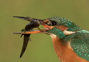 Atthis: Kingfisher (Alcedo atthis) Kingfisher with a spine