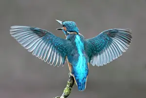 Kingfishers: Kingfisher (Alcedo atthis) perched on a branch with