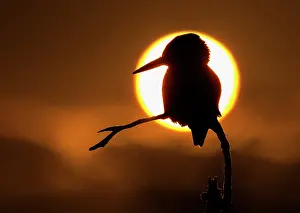 Alcedinidae: Kingfisher (Alcedo atthis) silhouette at sunset