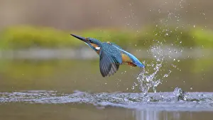 Kingfisher: Kingfisher (Alcedo atthis), taking off from the water