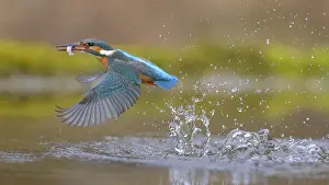 Kingfisher: Kingfisher (Alcedo atthis), taking off from the water with a fish in its beak