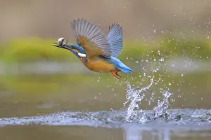 Kingfisher: Kingfisher (Alcedo atthis), taking off from the water with a fish in its beak