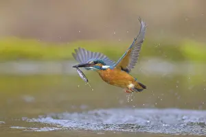Kingfisher: Kingfisher (Alcedo atthis), taking off from the water with a fish in its beak
