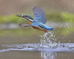 Kingfisher: Kingfisher (Alcedo atthis), taking off from the water with a fish in its beak
