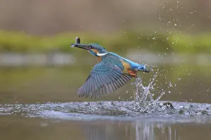 Kingfisher: Kingfisher (Alcedo atthis), taking off from the water with a fish in its beak