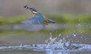 Kingfisher: Kingfisher (Alcedo atthis), taking off from the water with a fish in its beak