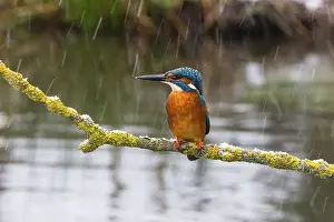 Brook: Kingfisher (Alcedo attis), adult male