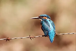 Wire: KINGFISHER - on barbed wire