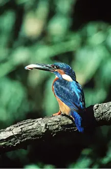 Kingfishers: KINGFISHER - on branch with fish