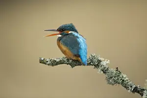 050918: Kingfisher - calling on a lichen branch above