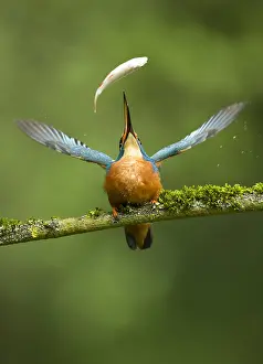 050918: Kingfisher - catching fish - Norfolk, UK