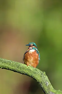 Regurgitating: Kingfisher - Coughing up a pellet of fish bones