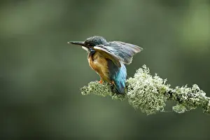 Partner: Kingfisher - displaying to her partner - Norfolk, UK