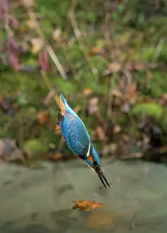 Dives: KINGFISHER - dives, with wings tucked in