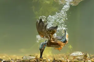 Miss: Kingfisher - diving for fish underwater - Norfolk, UK