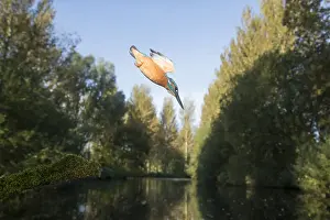 050918: Kingfisher - diving - Norfolk, UK