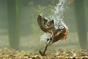 Stickleback: Kingfisher - diving underwater for fish - Norfolk, UK