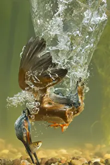 050918: Kingfisher - diving underwater - Norfolk, UK