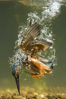 Miss: Kingfisher - diving underwater - Norfolk, UK