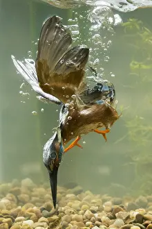 050918: Kingfisher - diving underwater - Norfolk, UK
