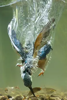 050918: Kingfisher - diving underwater - Norfolk, UK