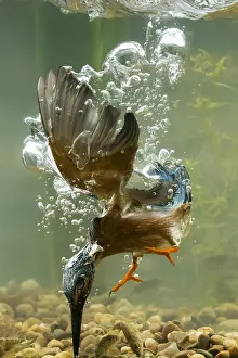 Sticklebacks: Kingfisher - diving underwater - Norfolk, UK