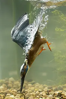 Stickleback: Kingfisher - diving underwater - Norfolk, UK