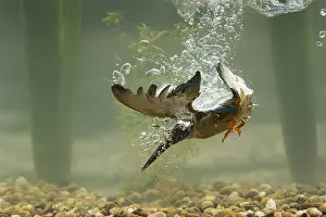 260918: Kingfisher - diving underwater - Norfolk, UK