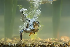 Minnows: Kingfisher - diving underwater - Norfolk, UK