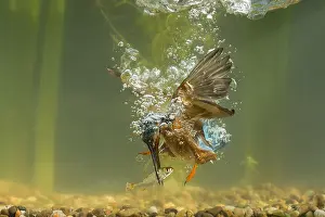 Bubbles: Kingfisher - diving underwater - Norfolk, UK