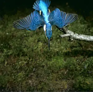 Sequence: KINGFISHER - diving, wings out