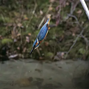 Sequence: KINGFISHER - diving, wings tucked in