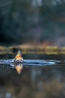 Catch: Kingfisher - Emerging From Water With Fish - UK