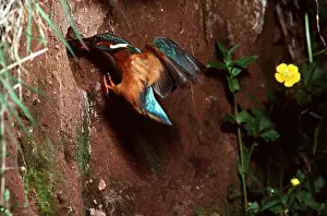 Kingfishers: KINGFISHER - Entering nest hole