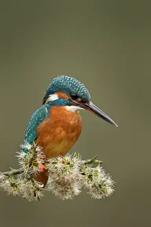 Waterways: Kingfisher - female resting on Blackthorn branch - April