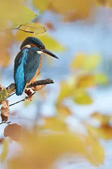121220: Kingfisher Female waiting to catch a fish amongst