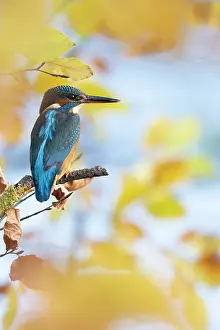 Card: Kingfisher Female waiting to catch a fish amongst