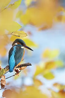 Card: Kingfisher Female waiting to catch a fish amongst