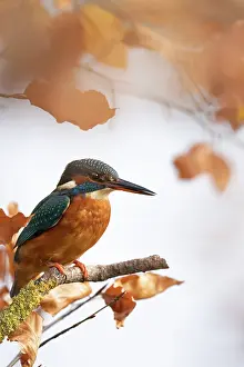 Copyspace: Kingfisher Female waiting to catch a fish amongst