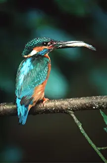 Kingfishers: KINGFISHER - fish in beak