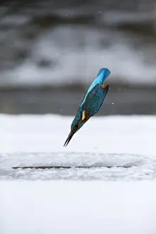 260918: Kingfisher - fishing through an ice hole - UK