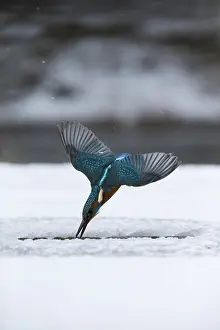260918: Kingfisher - fishing through an ice hole - UK