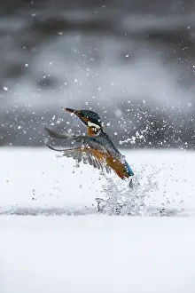 260918: Kingfisher - fishing through an ice hole - UK