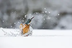 260918: Kingfisher - fishing through an ice hole - UK
