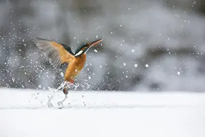 260918: Kingfisher - fishing through an ice hole - UK