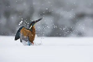 260918: Kingfisher - fishing through an ice hole - UK