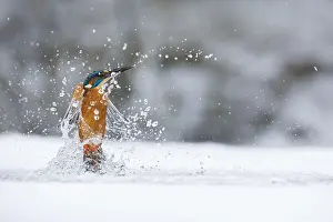 260918: Kingfisher - fishing through an ice hole - UK