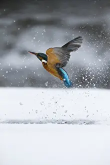 260918: Kingfisher - fishing through an ice hole - UK