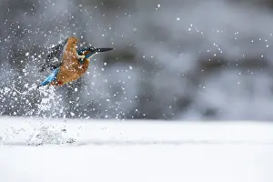 260918: Kingfisher - fishing through an ice hole - UK